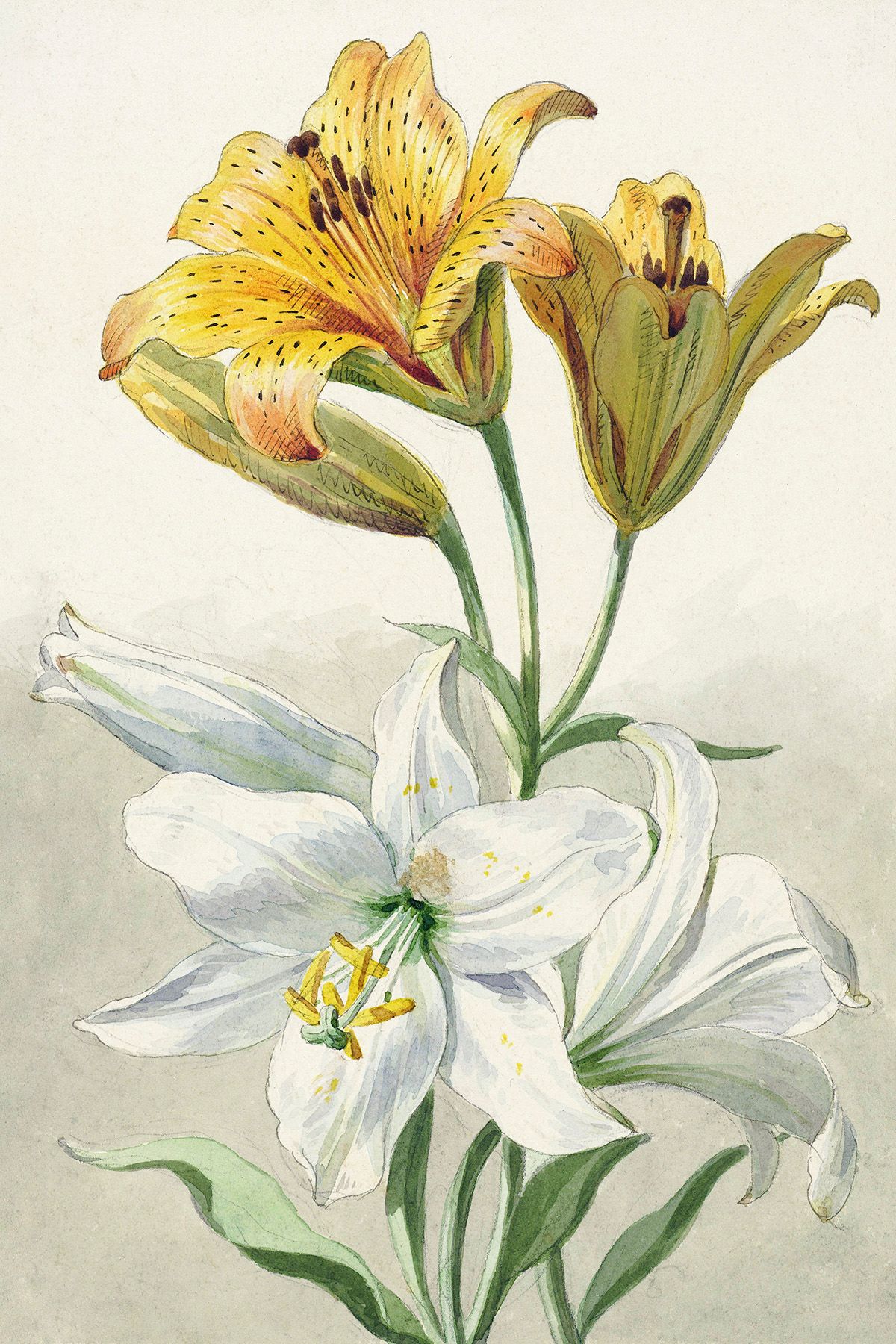 Tranh Canvas Hoa Ly Trắng Và Ly Vàng