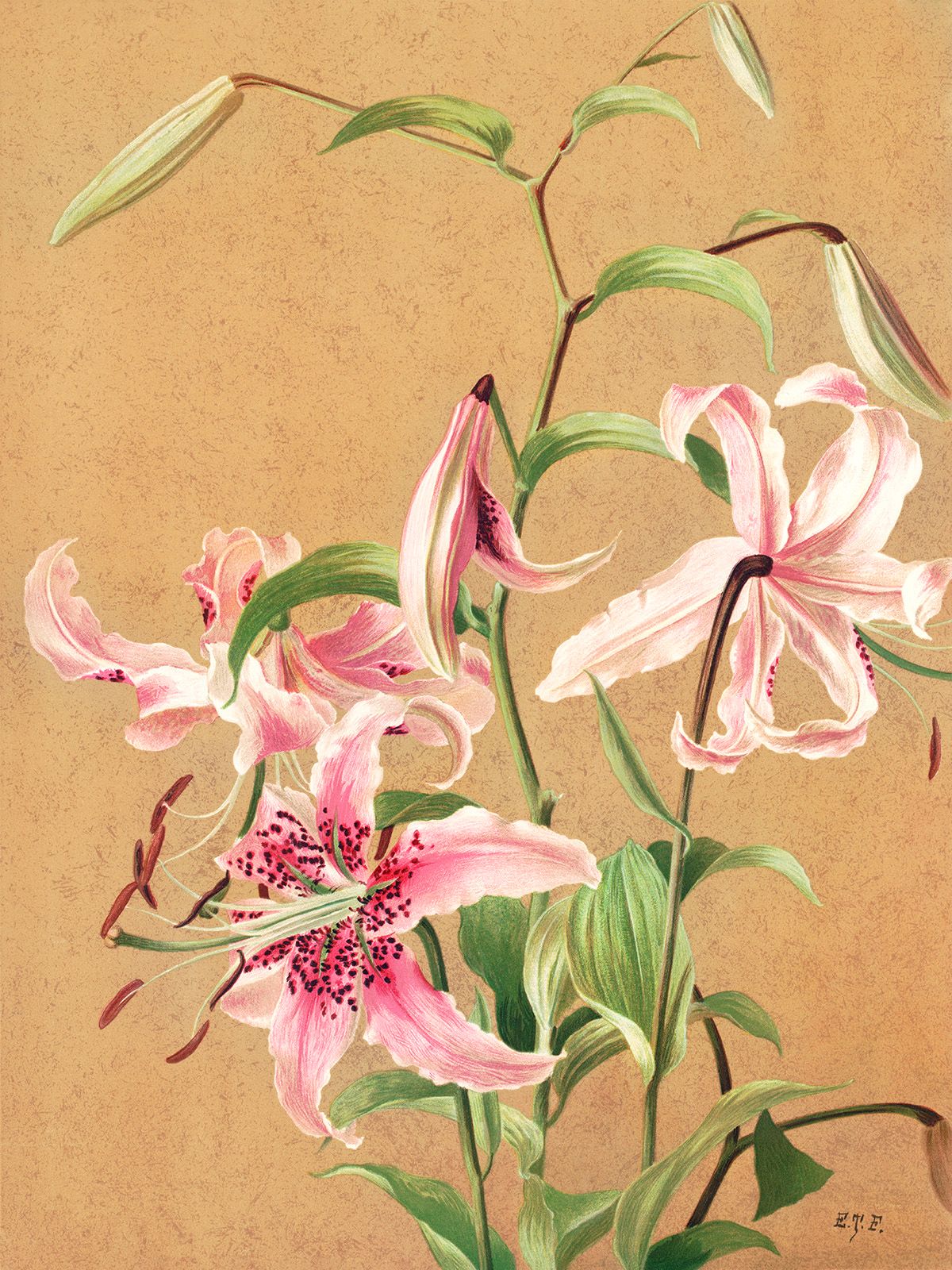 Tranh Canvas Hoa Ly Hồng