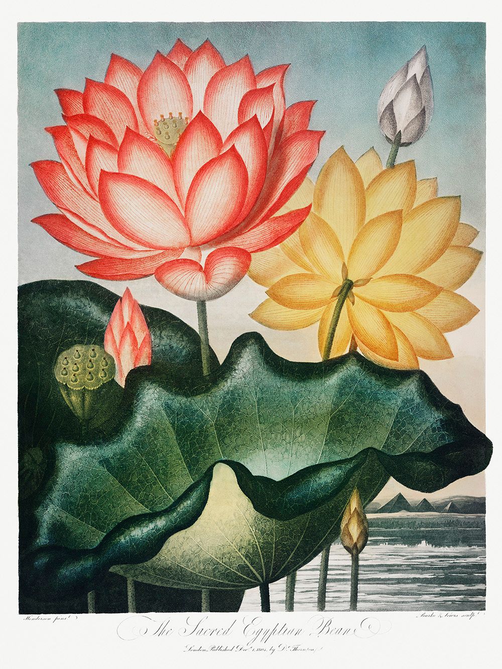Hoa Sen Rực Rỡ
