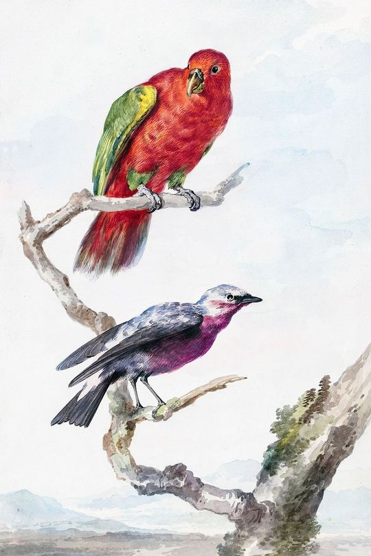 Vẹt và Chim Giẻ Cùi