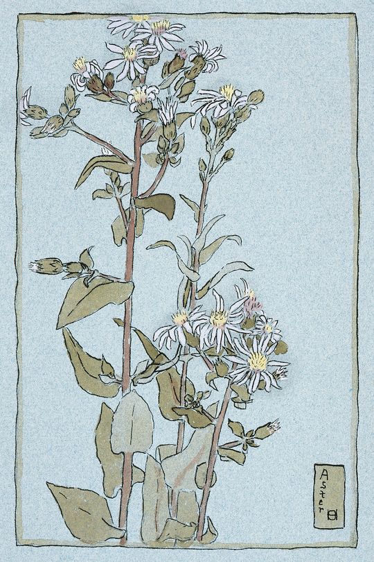 Tranh canvas hoa dại trắng