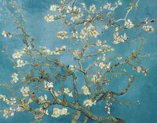 Hoa Almond Blossom