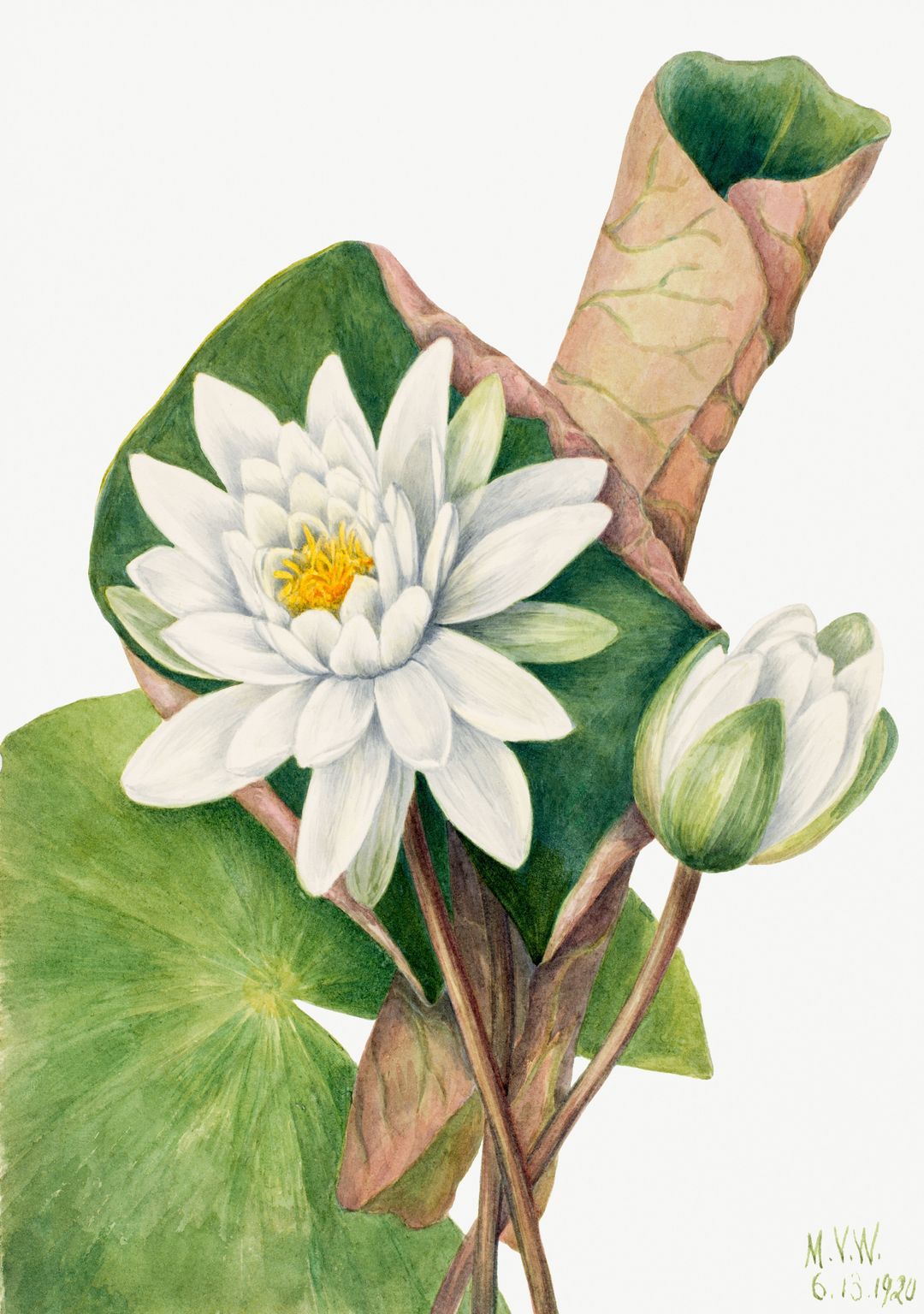 huong-sen-som-mai.jpg